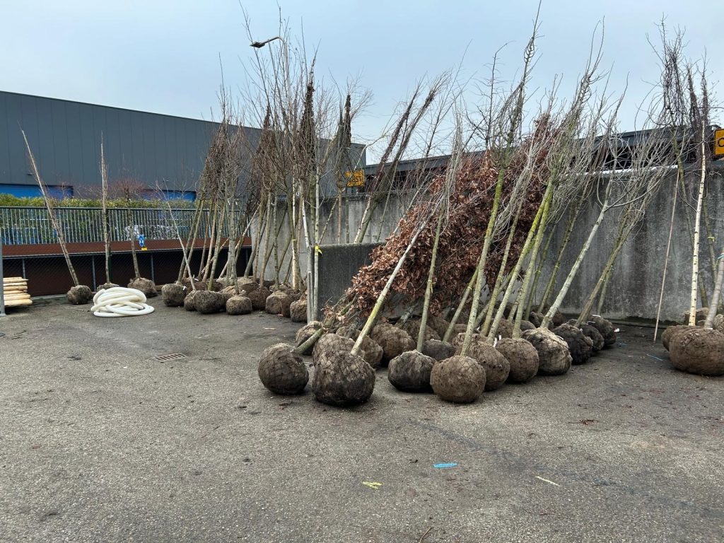 Bomen met een ingepakte kluit staan klaar om geplant te worden op de gemeentewerf.
